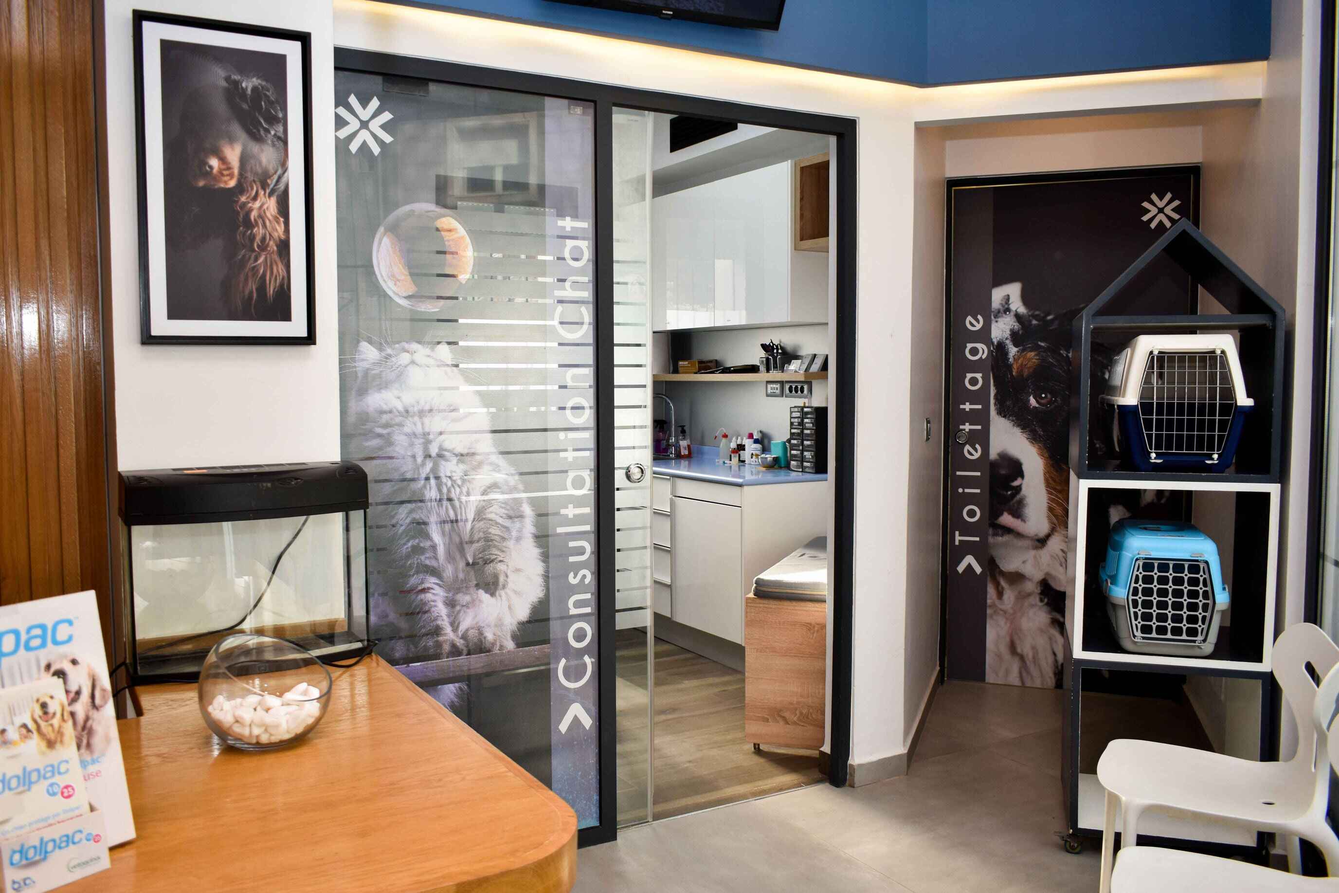 consultation-veterinaire-chat